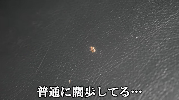 普通に闊歩してる