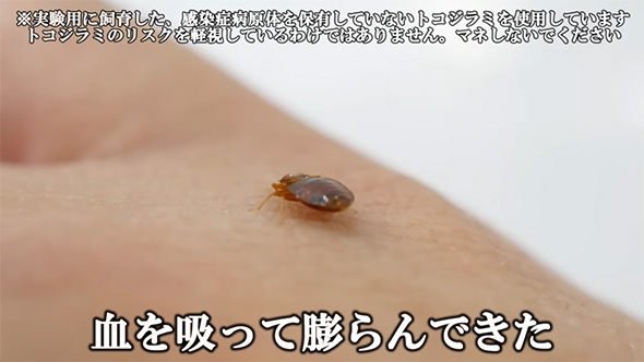 血を吸って膨らんできた