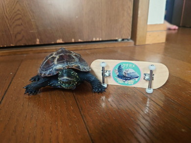 カメとスケボー