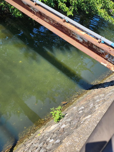 保護されたニホンイシガメ