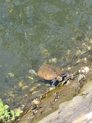 保護されたニホンイシガメ