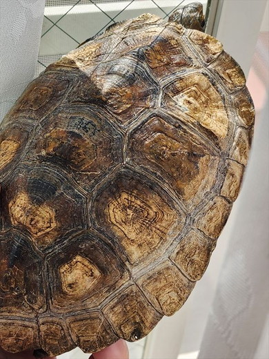 保護されたニホンイシガメ