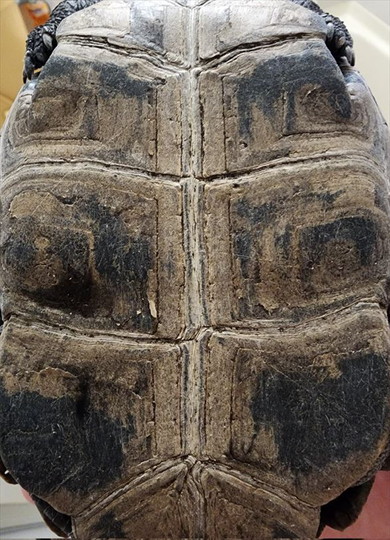 保護されたニホンイシガメ