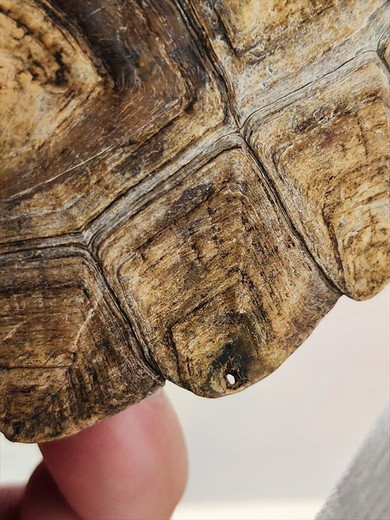 保護されたニホンイシガメ