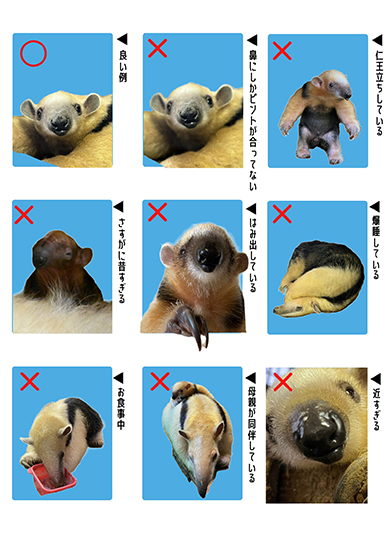 ミナミコアリクイ「ムム」