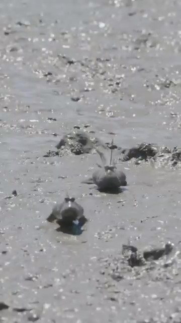 ムツゴロウ2匹