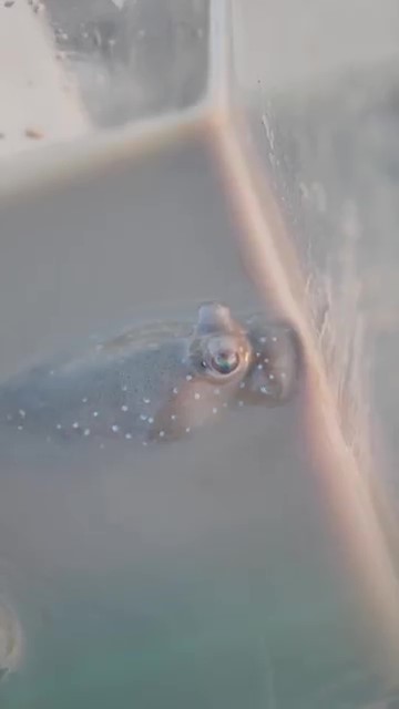 水面から目を出すムツゴロウ