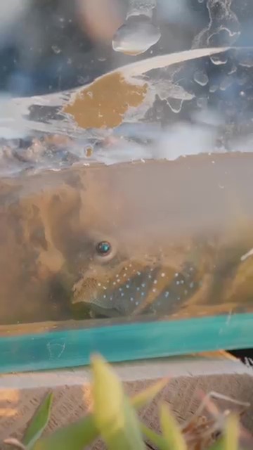 水にもぐるムツゴロウ