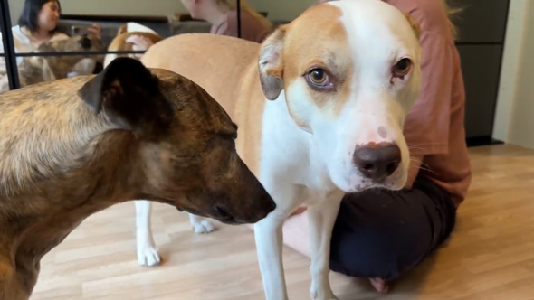 スウェーデン 築45年 ベッドルーム ワードローブ 北欧 改造 DIY 夫婦 リノベーション