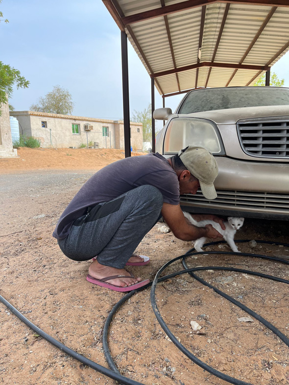 UAEで夫が見た謎の生物である白猫を保護