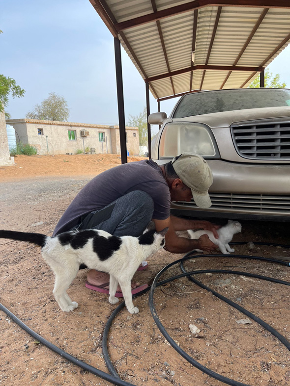 UAEで夫が見た謎の生物である白猫を保護