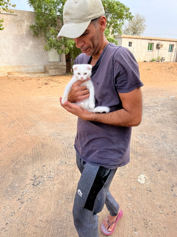 UAEで夫が見た謎の生物である白猫を保護
