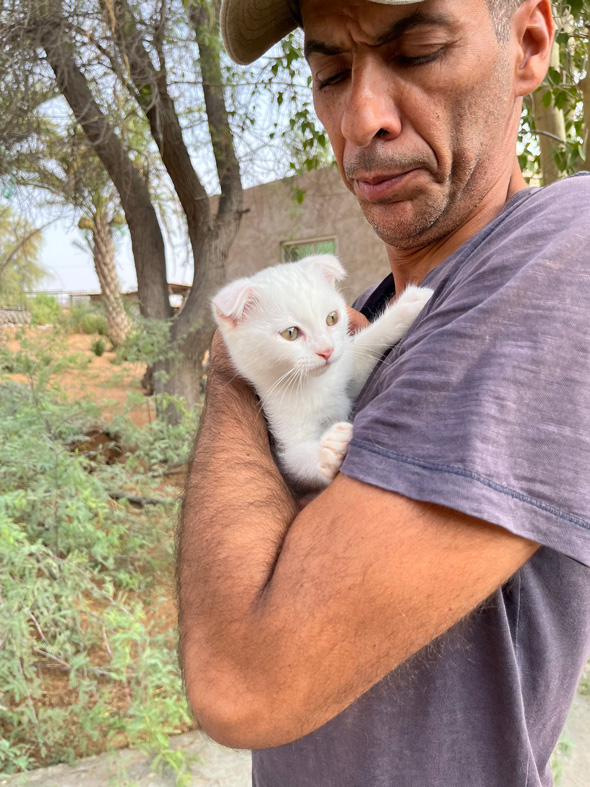UAEで夫が見た謎の生物である白猫を保護