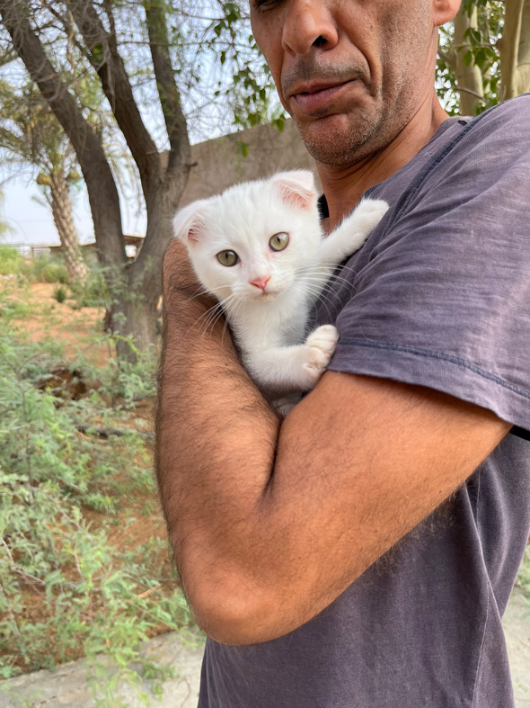 UAEで夫が見た謎の生物である白猫を保護