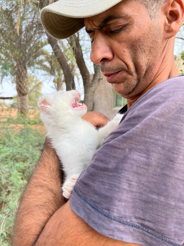 UAEで夫が見た謎の生物である白猫を保護