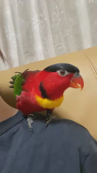 ヨダレカケズグロの鳥さん