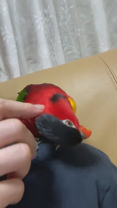 ヨダレカケズグロの鳥さん