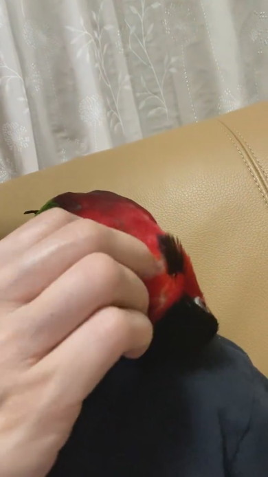 ヨダレカケズグロの鳥さん