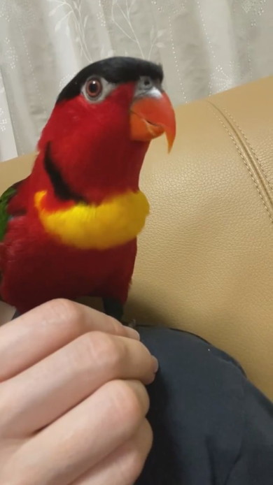 ヨダレカケズグロの鳥さん