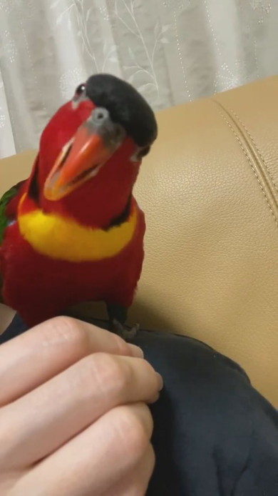 ヨダレカケズグロの鳥さん