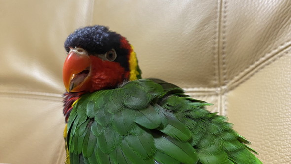 ズグロゴシキの鳥さん