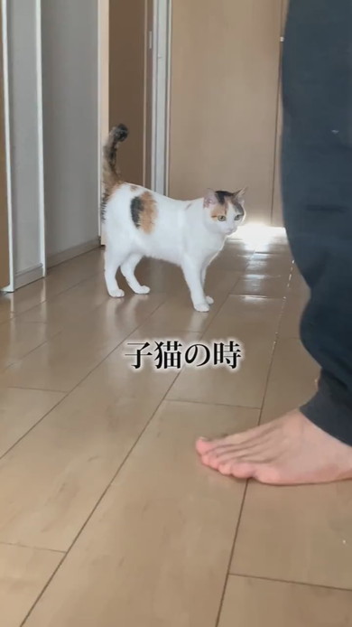 三毛猫の子猫ちゃん