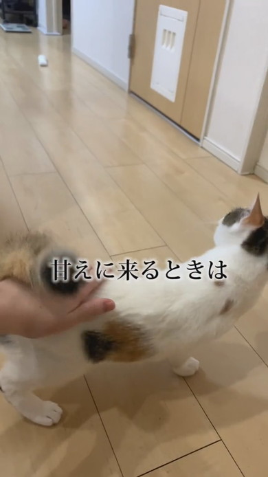 甘えてくる三毛猫の子猫ちゃん