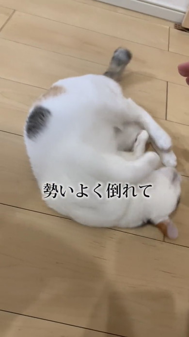 転がる三毛猫の子猫ちゃん