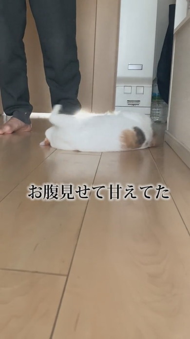 転がる三毛猫の子猫ちゃん
