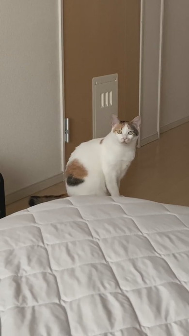 こちらを見つめる三毛猫ちゃん