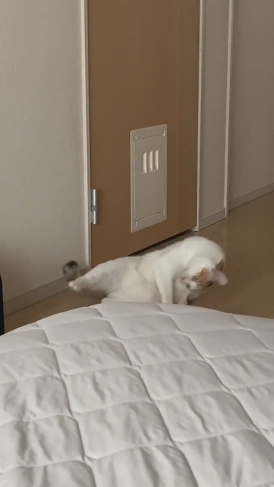 体を倒す三毛猫ちゃん