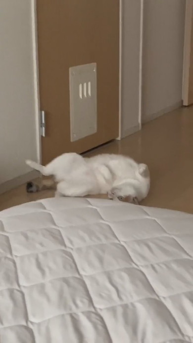 体を倒す三毛猫ちゃん