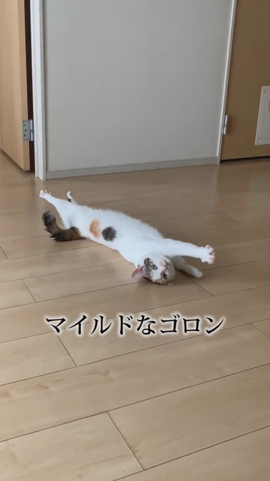体を伸ばす三毛猫ちゃん