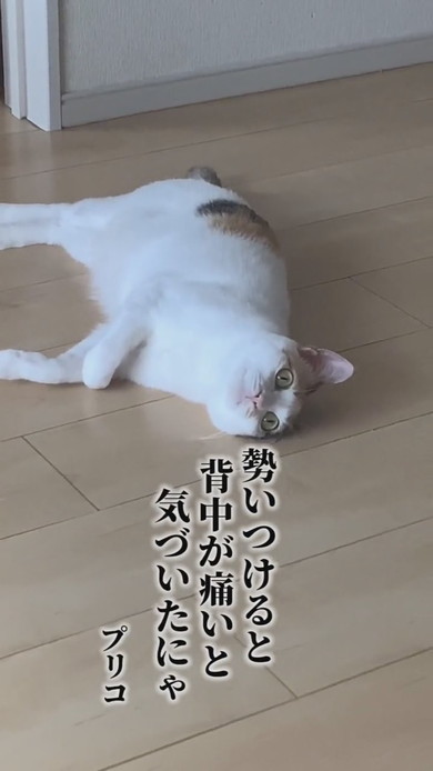 くつろぐ三毛猫ちゃん