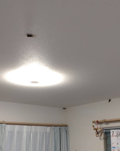 室内で放し飼いにされているセミたち