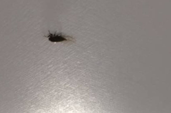 室内で放し飼いにされているセミたち