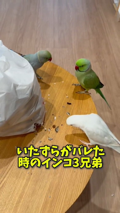 静かになる鳥