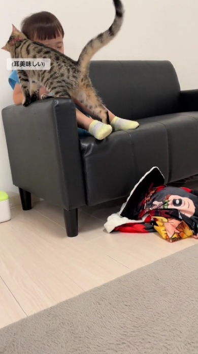 息子が好きすぎる猫