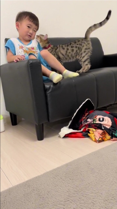 息子が好きすぎる猫