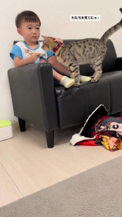 息子が好きすぎる猫