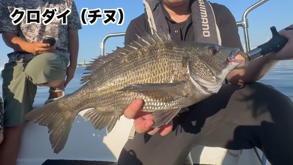 貝の殻をも砕く強い歯とあごを有するクロダイ