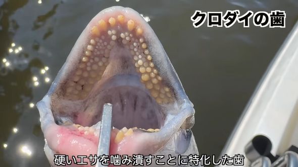 貝の殻をも砕くびっしりと生えたクロダイの歯