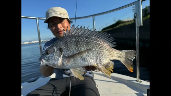 貝殻をも砕くクロダイに近い種類のキチヌ