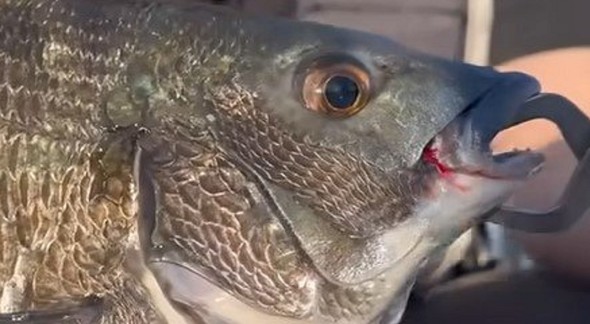 貝の殻をも砕く強い歯とあごを有するクロダイ