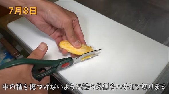 食べ終わったマンゴーの種を土に植えたら
