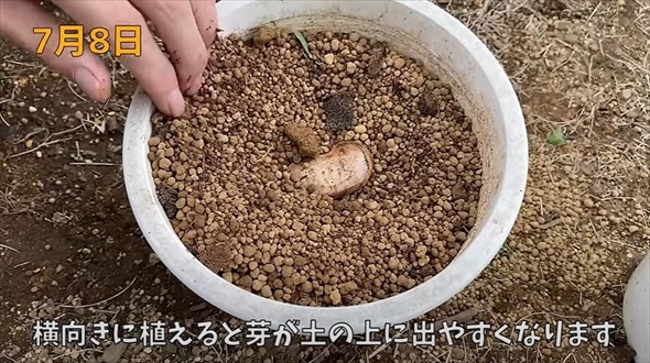 食べ終わったマンゴーの種を土に植えたら