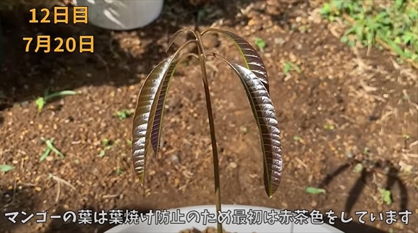食べ終わったマンゴーの種を土に植えたら