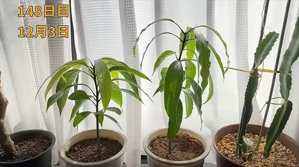 食べ終わったマンゴーの種を土に植えたら