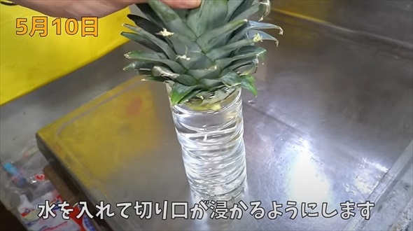 食べ終わったマンゴーの種を土に植えたら