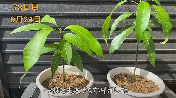 食べ終わったマンゴーの種を土に植えたら